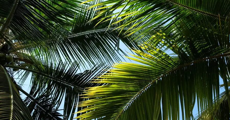 Descubre los distintos tipos de palmas ideales para tu jardín