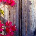 Descubre los mejores tipos de enredaderas para embellecer tu jardín