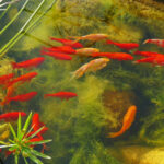 Descubre los Mejores Tipos de Peces para Estanques de Jardín: Guía Completa en Español