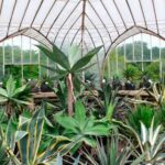 Descubre los principales jardines botánicos en el mundo: una experiencia natural única