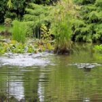 Descubre qué es un jardín de lluvia y cómo crearlo en tu hogar