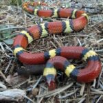 Descubre qué serpientes de jardín son venenosas y cómo protegerte