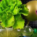 Dónde y cómo plantar lechuga en el jardín: Guía completa para cultivar esta deliciosa hortaliza