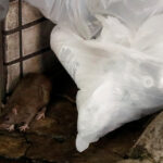 Guía completa: Cómo acabar con los ratones en el jardín de forma efectiva y segura