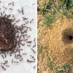 Guía completa: Cómo acabar eficazmente con los hormigueros en el jardín | [Nombre de la página web]