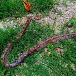 Guía completa: Cómo ahuyentar culebras de mi jardín de forma efectiva