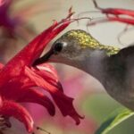 Guía completa: Cómo atraer picaflores a mi jardín con consejos prácticos y efectivos