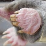 Guía completa: Cómo combatir los topos en el jardín de manera efectiva