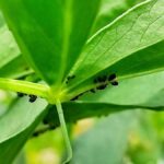 Guía completa: Cómo controlar pulgones en plantas de jardín de forma efectiva