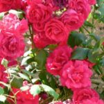 Guía completa: Cómo cuidar un jardín de rosas de forma exitosa