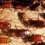 Guía completa: Cómo eliminar cucarachas en el jardín de forma efectiva