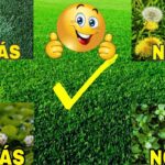 Guía completa: Cómo eliminar eficazmente el monte del jardín en 5 pasos