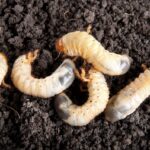 Guía completa: Cómo eliminar el gusano blanco de tu jardín de forma efectiva