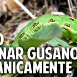 Guía completa: Cómo eliminar gusanos del jardín de forma efectiva
