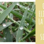 Guía completa: Cómo eliminar la grama del jardín de forma efectiva