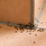 Guía completa: Cómo eliminar los zompopos de mi jardín de forma efectiva