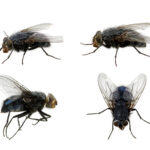 Guía completa: Cómo eliminar moscas y mosquitos del jardín de forma efectiva