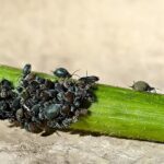 Guía completa: Cómo evitar insectos en el jardín y mantenerlo libre de plagas