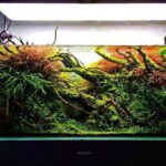 Guía completa: Cómo hacer un jardín en una pecera paso a paso