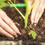 Guía completa: Cómo hacer un jardín orgánico paso a paso - Consejos y trucos