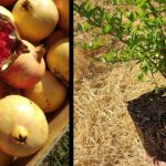Guía completa: Cómo plantar granada de jardín paso a paso