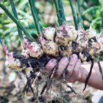 Guía completa: Cómo sembrar jengibre en mi jardín - Consejos prácticos y paso a paso