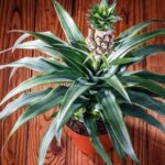 Guía completa: Cómo sembrar piña de jardín paso a paso