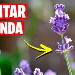 Guía completa: Cómo trasplantar lavanda en el jardín - Pasos y consejos