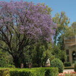 Guía completa de la planta compuesta de jardín con hojas opuestas y partidas