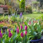 Guía completa para crear un hermoso patio-jardín japonés en casa