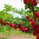 Guía completa para cultivar y cuidar un árbol ciruelo rojo en tu jardín: consejos y recomendaciones