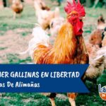 Guía completa para tener gallinas en el jardín: beneficios, cuidados y consejos