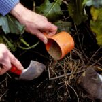 Guía completa sobre cómo abonar las plantas de jardín: técnicas, consejos y recomendaciones