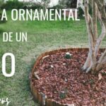 Guía completa sobre cómo cuidar el césped de tu jardín: consejos y técnicas infalibles