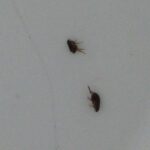 Guía completa sobre cómo eliminar pulgas de mi jardín de forma efectiva