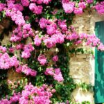 Guía práctica: cómo combinar flores en un jardín para lograr una explosión de color y armonía