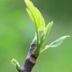 Injertos de plantas de jardín: Todo lo que necesitas saber para tener éxito