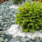 Jardines con rocas y plantas: Diseños espectaculares para transformar tu espacio exterior