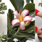 Jardines con rosas del desierto: consejos para su cultivo y cuidado