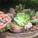 Jardines pequeños con cactus y suculentas: ideas y consejos para crear tu propio oasis verde
