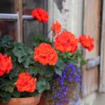 La guía definitiva de combinación de plantas para tu jardín: consejos y ejemplos