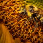 La Importancia de los Jardines Polinizadores: Beneficios para el Medio Ambiente y la Biodiversidad