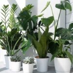 Las mejores plantas recomendadas para jardines pequeños: consejos y variedades ideales