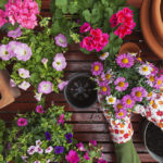 Los increíbles beneficios de tener un jardín en casa: ¡Descubre por qué debes tener uno!