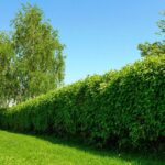 Los mejores árboles de crecimiento rápido para un jardín perfecto