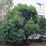 Los mejores árboles para tener un jardín perfecto: Guía completa