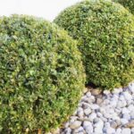 Los mejores arbustos pequeños de jardín con forma redonda: Guía completa