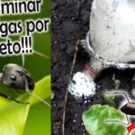 Los mejores productos para eliminar hormigas del jardín: ¡Acaba con la plaga de forma efectiva!