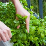 Los mejores productos que se utilizan en el jardín: guía completa para un espacio verde espectacular