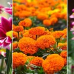 Los mejores tipos de flores para tu jardín exterior: una guía completa